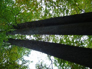 Liriodendron tulipifera